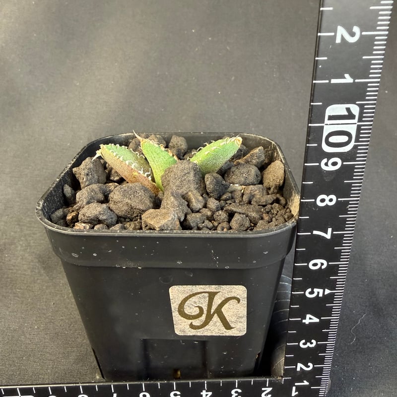 アガベチタノタ 星空（ほしぞら）子株 ⅶ | HANDS PLANTS