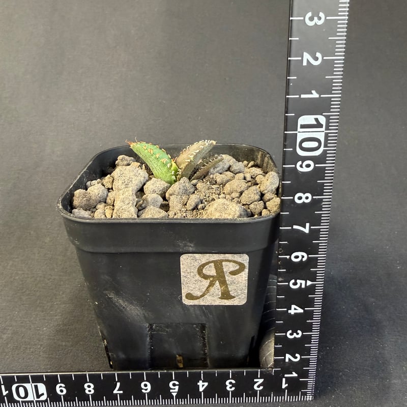 アガベ チタノタ 氷雹（ひょうひょう)子株 ⑧ | HANDS PLANTS