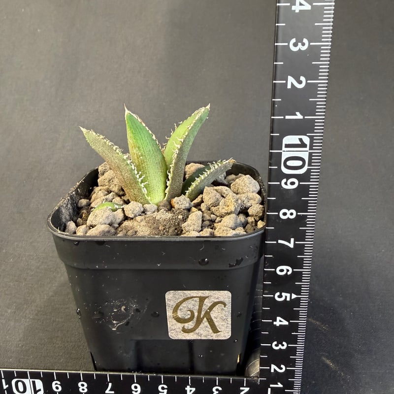 アガベ チタノタ 鰐亀（ワニガメ）子株 ④ | HANDS PLANTS