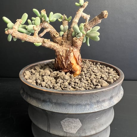 ケラリアピグマエア塊根植物、鉢付き