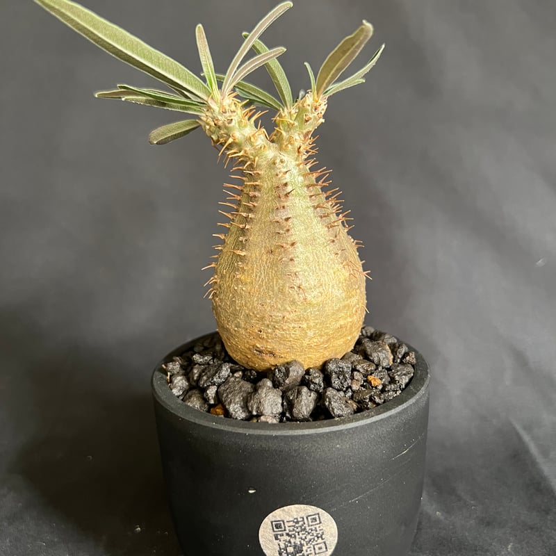 24.パキポディウム グラキリス 園芸ネット本店｜パキポディウム：グラキリス（発根済み株）4号 22-02