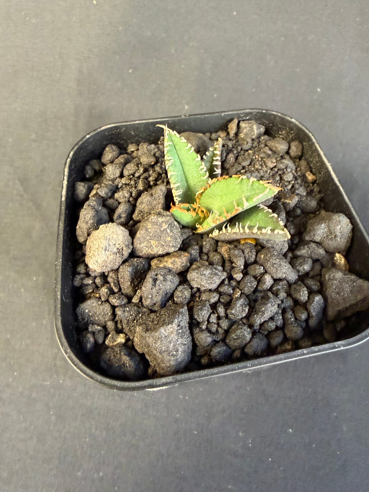 アガベ チタノタ 金蟾（きんせん）子株 | HANDS PLANTS