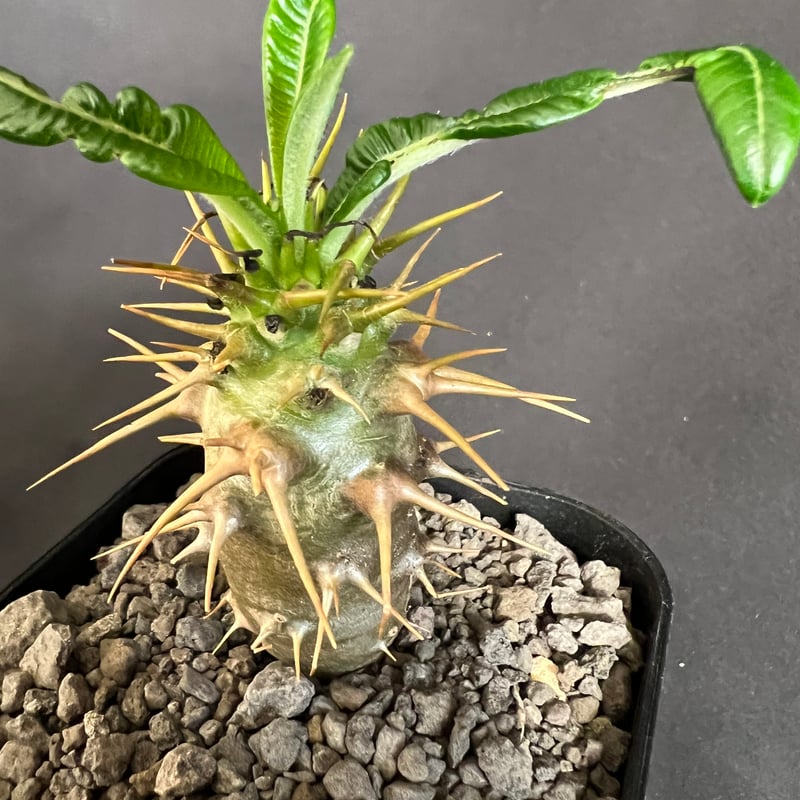 パキポディウム・アンボンゲンセ実生 | HANDS PLANTS