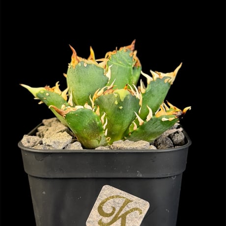 レッドキャットウィーズル | STORES