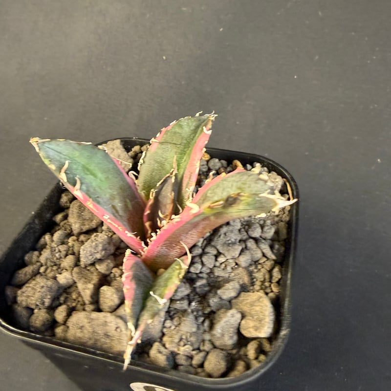 アガベ チタノタ 白鯨錦 | HANDS PLANTS