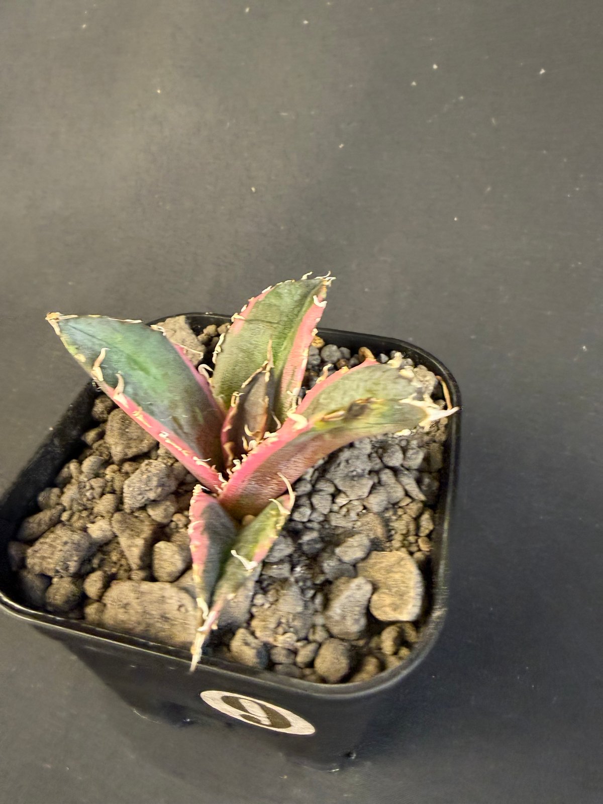 アガベ チタノタ 白鯨錦 | HANDS PLANTS