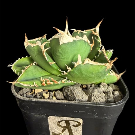 アガベsad | STORES