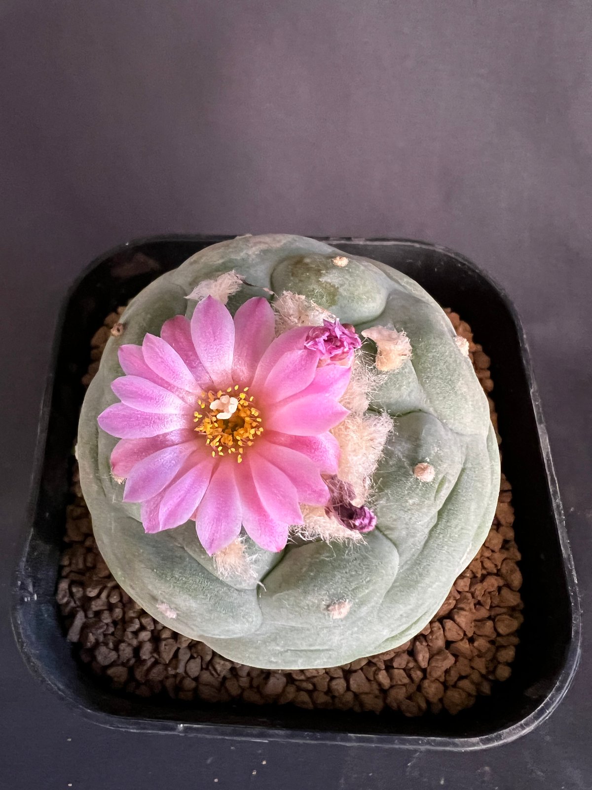 サボテン🌵ロフォフォラ銀冠玉 | HANDS PLANTS