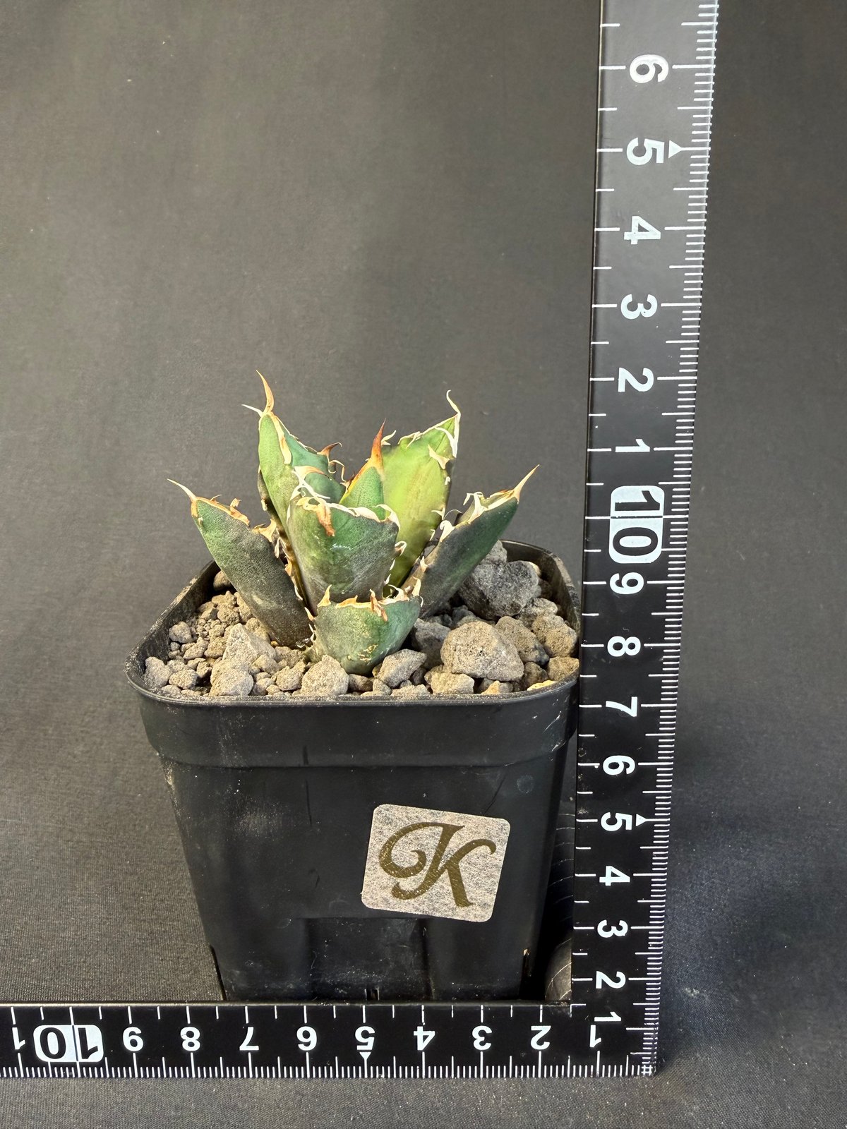 アガベ チタノタ 鬼爪 9011 | HANDS PLANTS