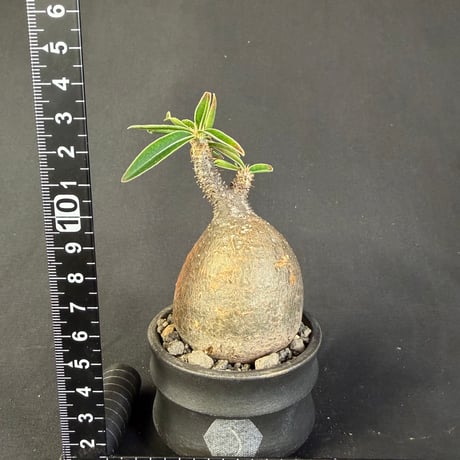 パキポディウムグラキリス 現地株　発根済み  陶器鉢 M22