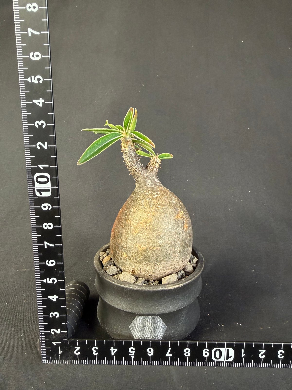 パキポディウムグラキリス 現地株 発根済み 陶器鉢 M22 のコピー
