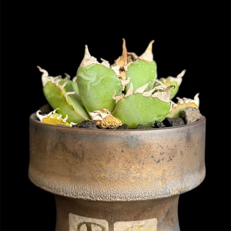 アガベ チタノタ 大量80株 程度 ネームド 魔丸 B&B など【値段交渉無し】 アガベ チタノタ ”魔丸” | Pay ID