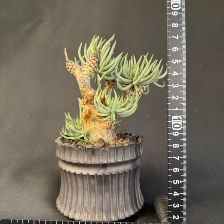 チレコドン・ペアルソニー（Tylecodon pearsonii）178