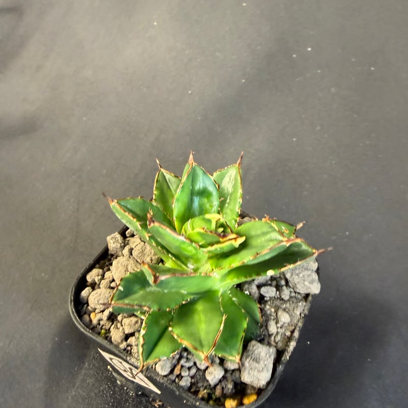 アガベ チタノタ 小島白刺 | HANDS PLANTS