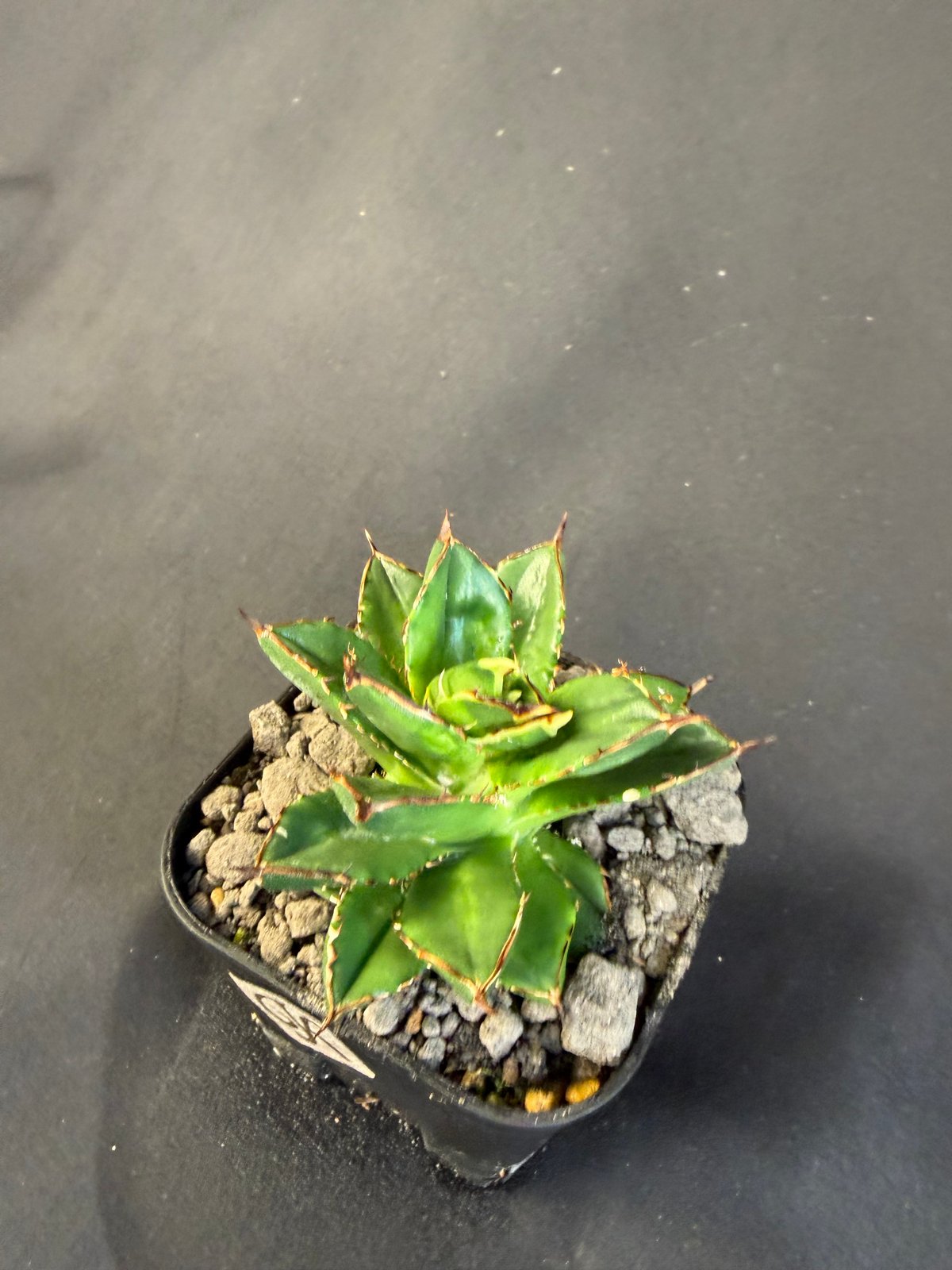 アガベ チタノタ 小島白刺 | HANDS PLANTS