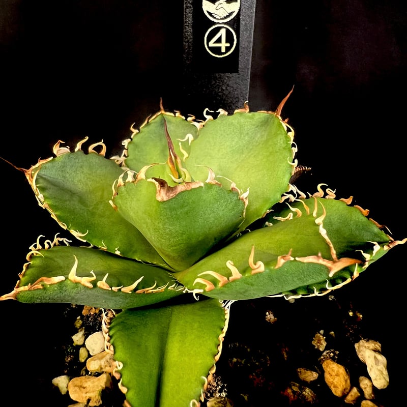 アガベ フィリグリー アガベ チタノタ フィリグリー agave titanota filigree No.2 |