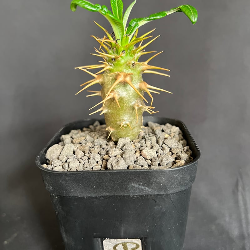 パキポディウム・アンボンゲンセ実生 | HANDS PLANTS