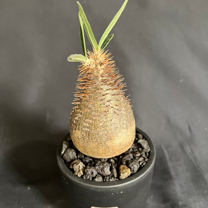 パキポディウムグラキリス 発根済み ⑩ | HANDS PLANTS