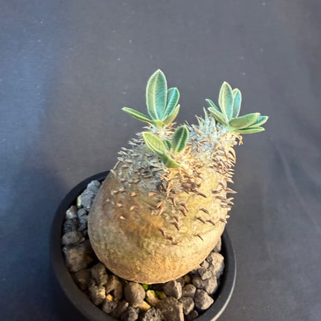 パキポディウム属 品種不明 発根済 良型 塊根植物   158