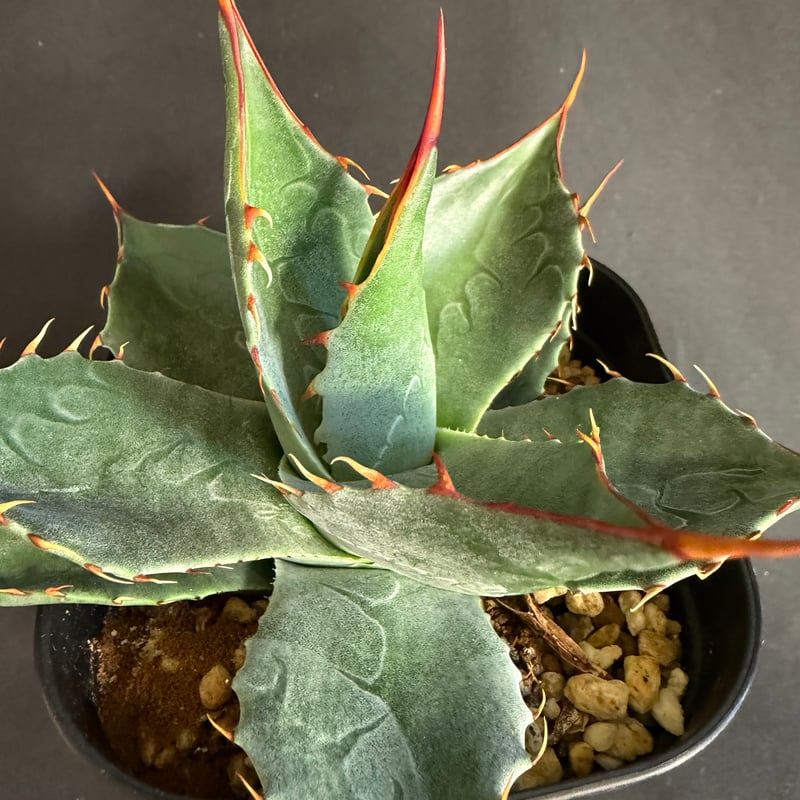 アガベ　USパラサナ✖️マルガリータ胴切り天 アガベ パラサナ×マルガリータ 親株 アガベ パラサナ×マルガリータ