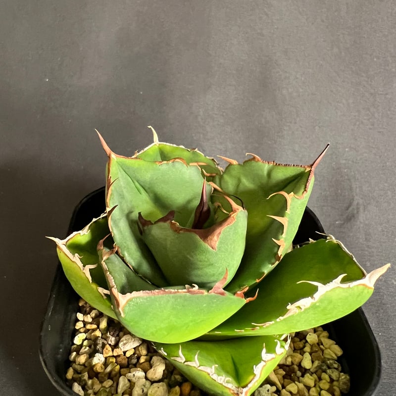 アガベ チタノタ 窮奇 アガベ チタノタ 窮奇 ③ | HANDS PLANTS