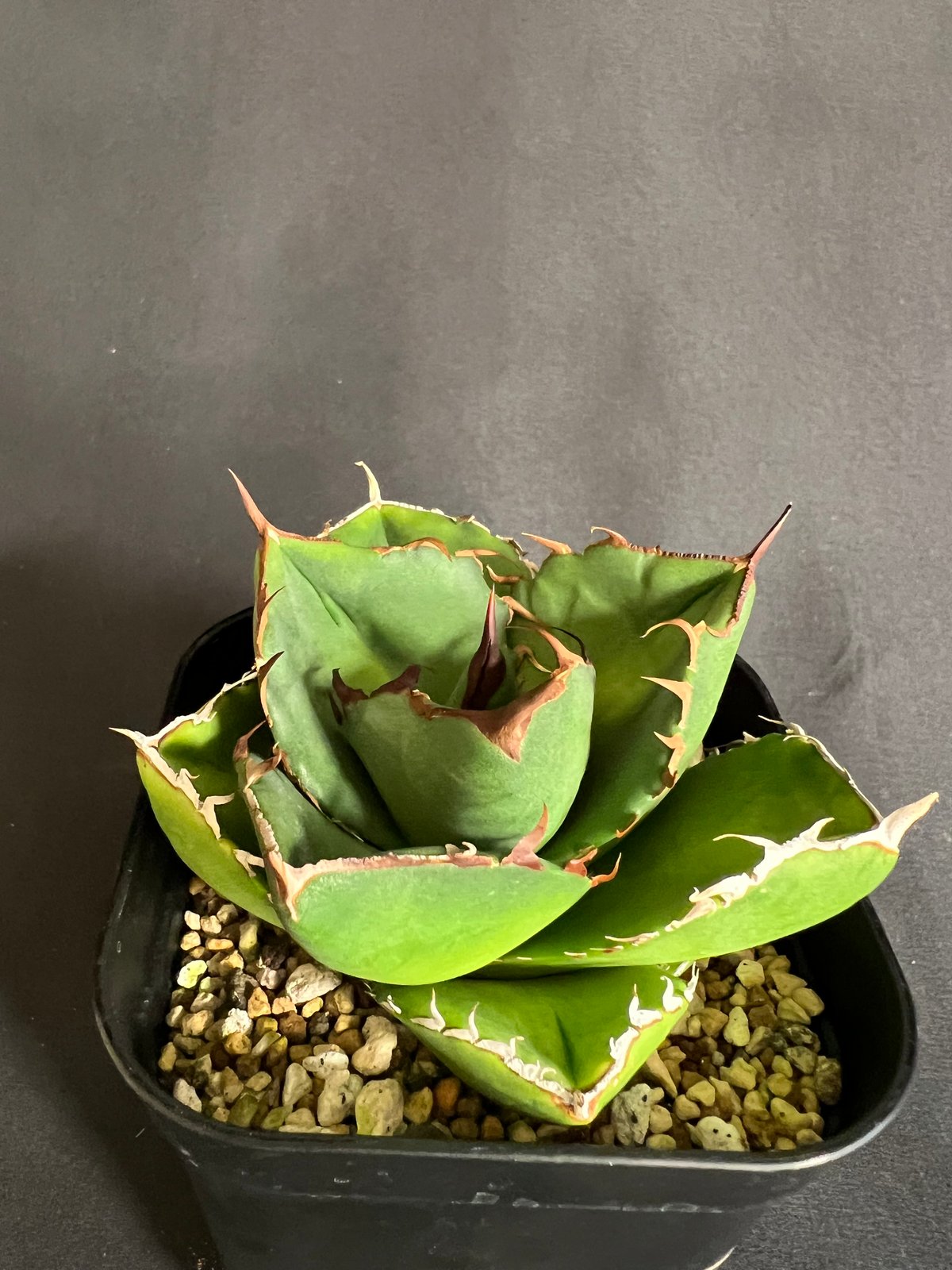 アガベ チタノタ 窮奇 アガベ チタノタ 窮奇 ③30 | HANDS PLANTS