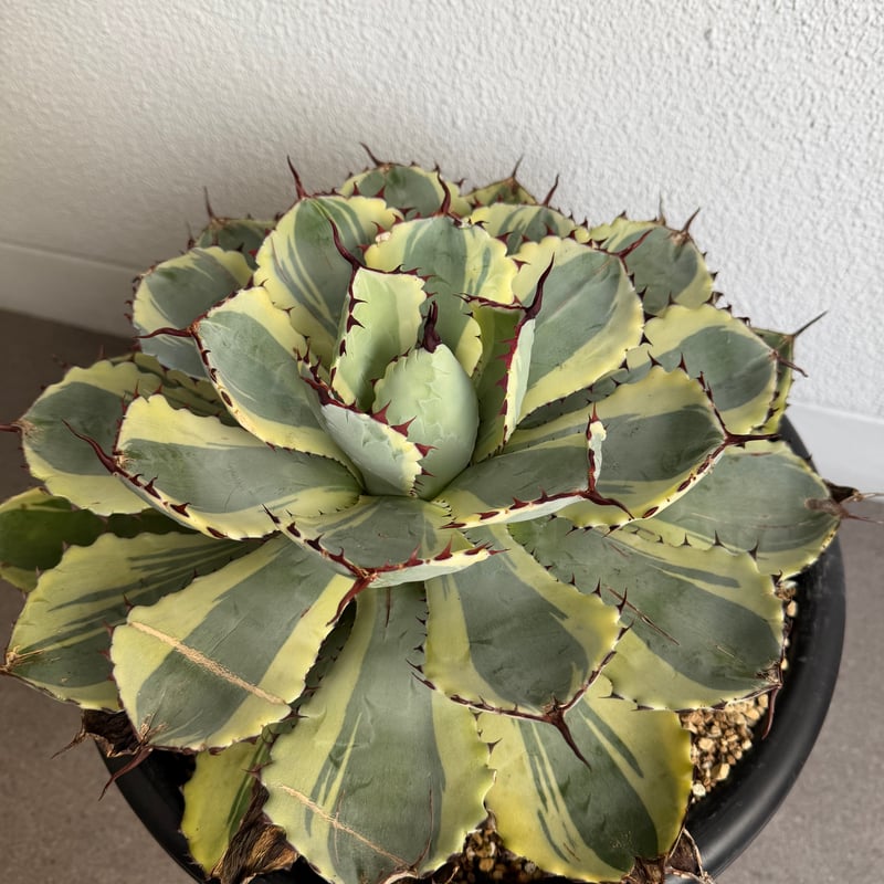 アガベ 吉祥冠錦 大株G | HANDS PLANTS