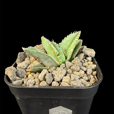 アガベ麻花龍 | STORES