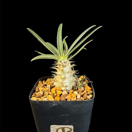 グラキリス特大　クリスマスセール グラキリス | STORES