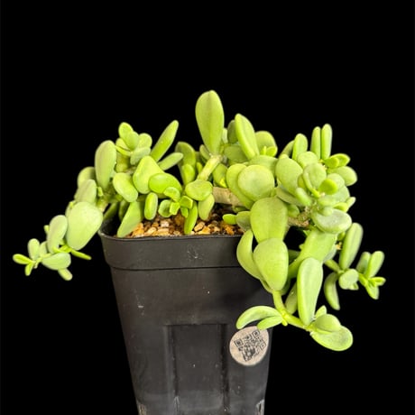 ケラリアピグマエア ケラリアピグマエア | STORES