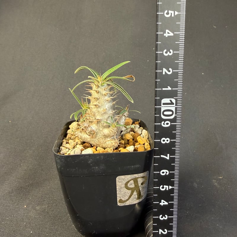 グラキリス 実生 13 グラキリス 実生 13 ny | HANDS PLANTS