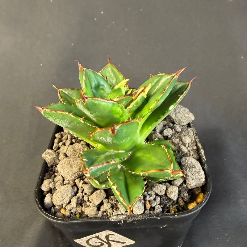 アガベ チタノタ 小島白刺 | HANDS PLANTS
