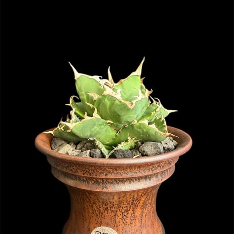 アガベ　チタノタ　蟹　斑入り アガベ チタノタ 蟹 斑入り 【公式通販】