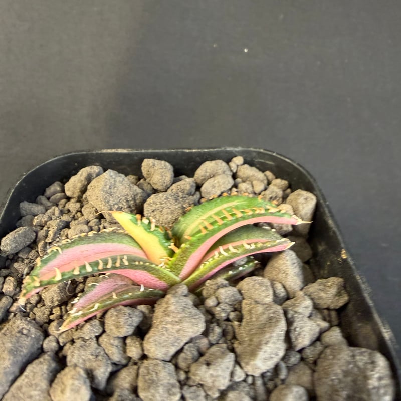 アガベ チタノタ 白豪刺中斑錦明錦 ⑥ | HANDS PLANTS