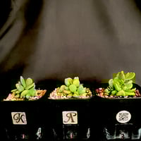 グラキリス 実生 5株セット ②G | HANDS PLANTS