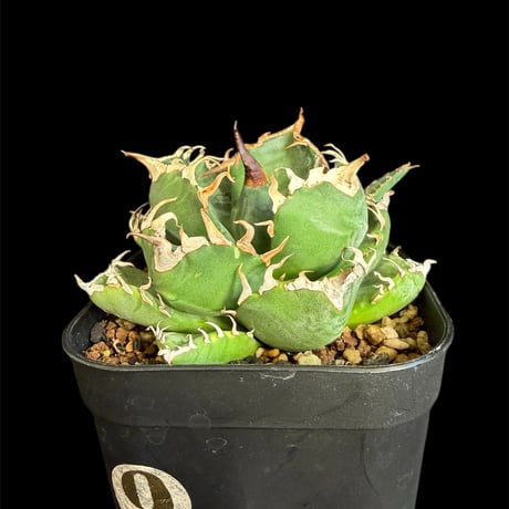 アガベチタノタ | STORES