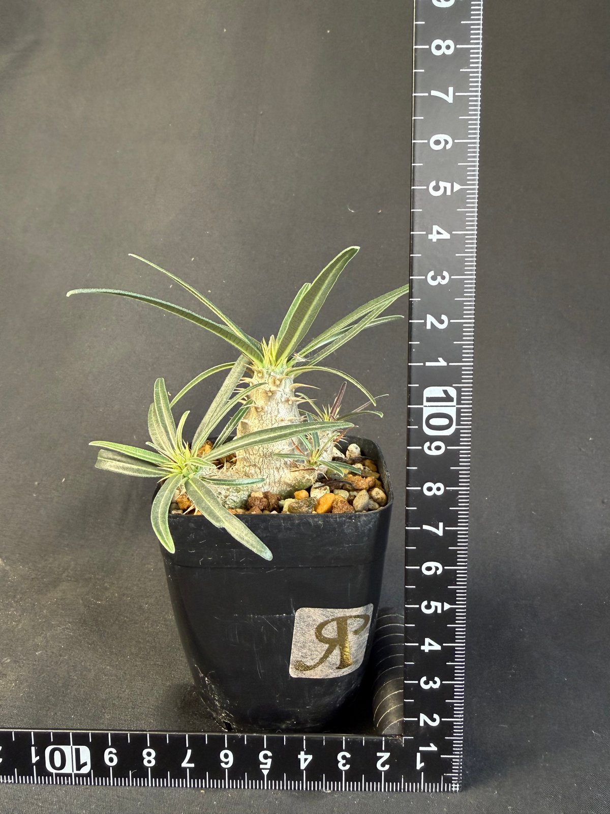 グラキリス 実生 ⑧13 | HANDS PLANTS