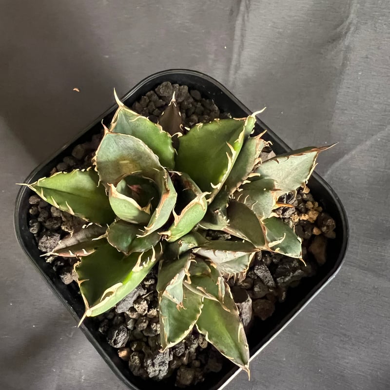 み*）様 多肉植物・アガベ・チタノタ・【特選】オルカ天芽