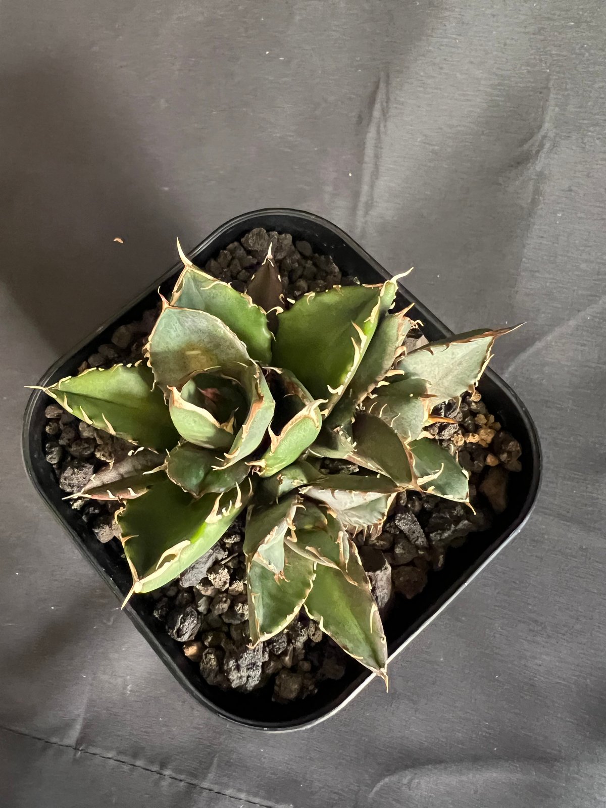 アガベ チタノタ 鬼爪 多頭 10532 | HANDS PLANTS