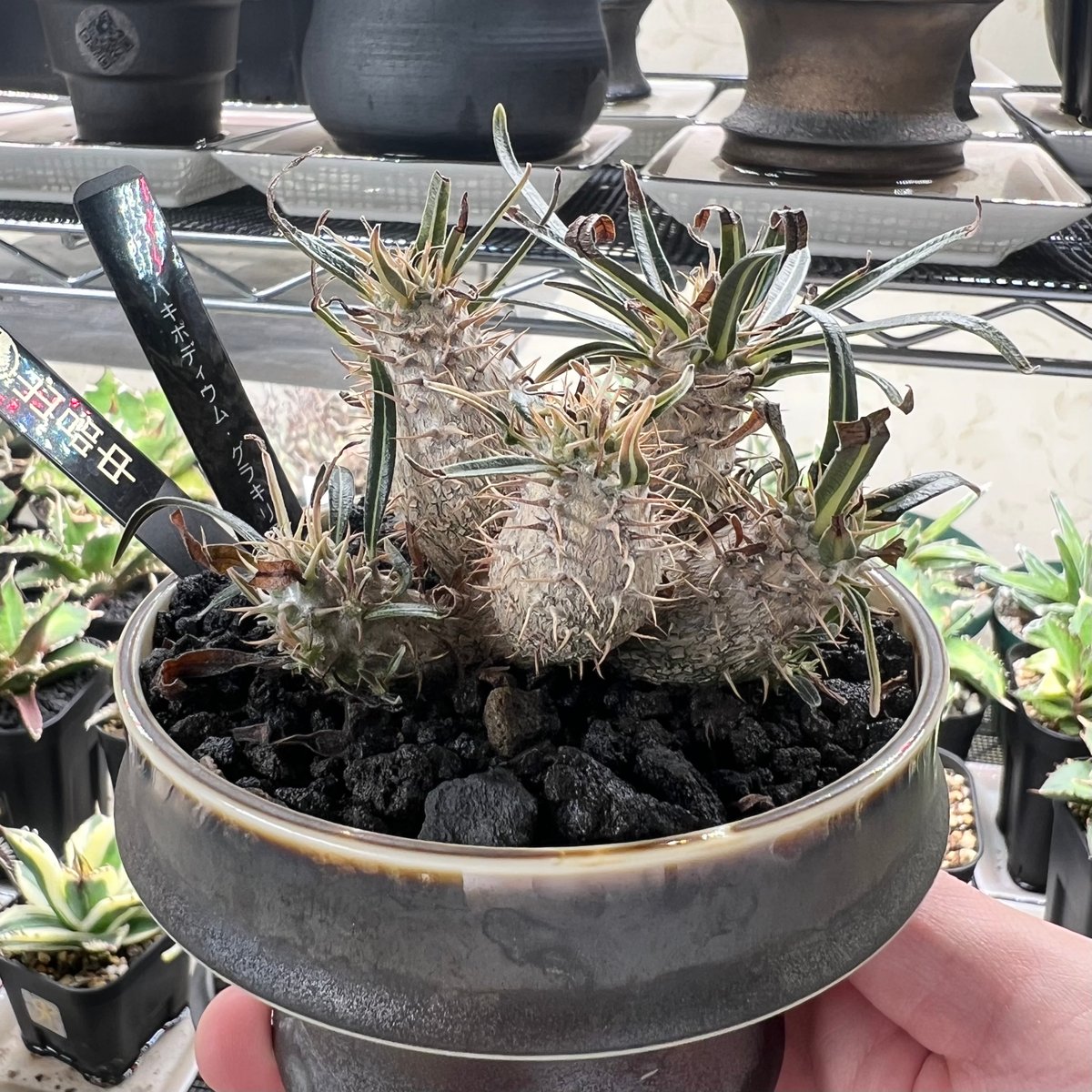 パキポディウム グラキリス多頭 実生株 | HANDS PLANTS