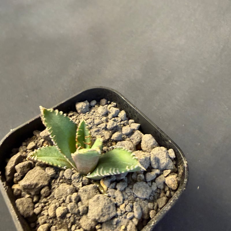 アガベ チタノタ 鰐亀（ワニガメ）子株 ⑤ | HANDS PLANTS