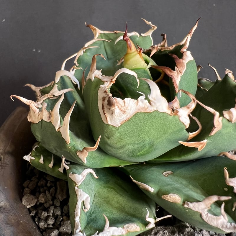 アガベ　魔丸　陶器鉢ごとの出品です。 アガベ チタノタ 魔丸 鉢 78 | HANDS PLANTS