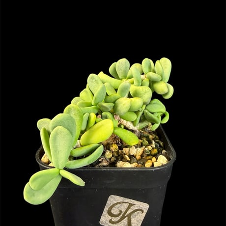 ケラリアピグマエア | STORES