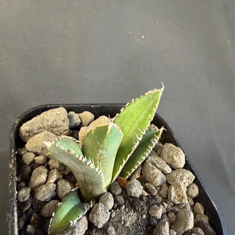 アガベ チタノタ 鰐亀（ワニガメ）子株 ④ | HANDS PLANTS