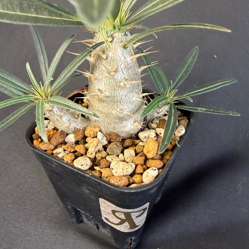 グラキリス 実生 13 j | HANDS PLANTS