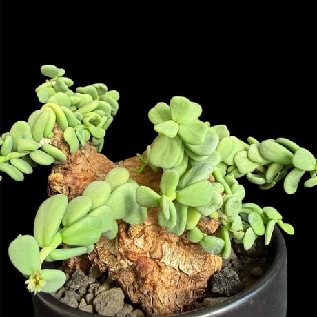 CATEGORY 現地球 | HANDS PLANTS