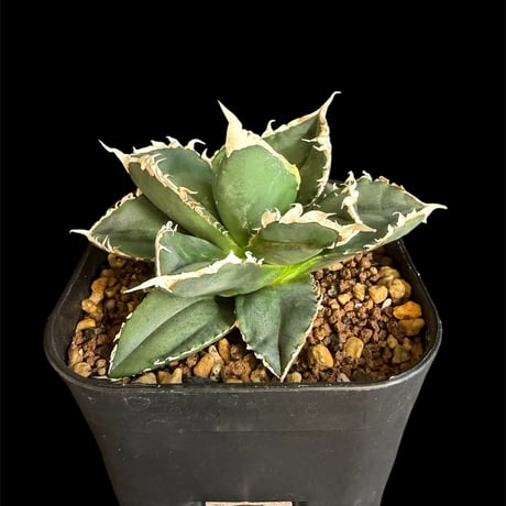 アガベチタノタ狼人 | STORES