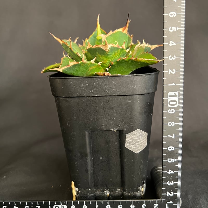 アガベ チタノタ ハデス 黒帝斯 | HANDS PLANTS