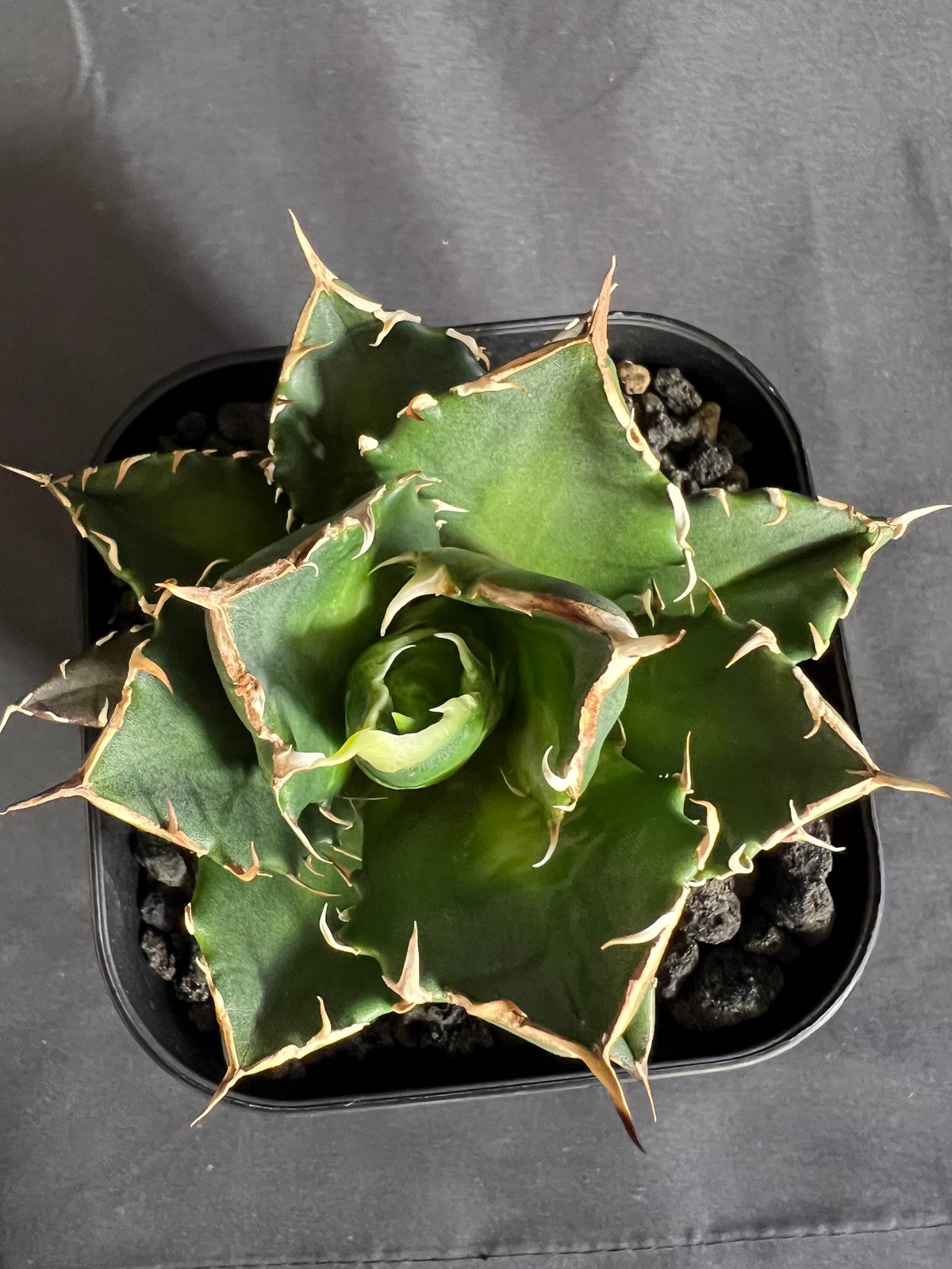 アガベ　チタノタ 鬼爪　親株販売 アガベ チタノタ 鬼爪 from Taiwan | 磨 Detailing