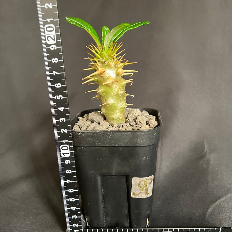 パキポディウム・アンボンゲンセ実生 ④ | HANDS PLANTS